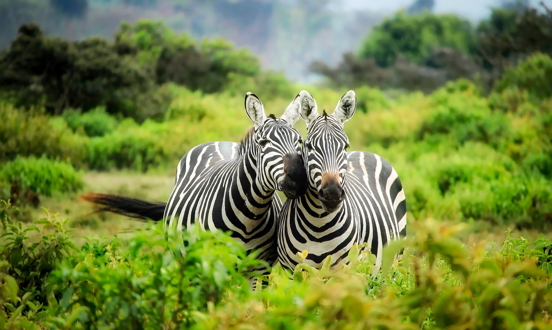 Tanzania especial Navidad