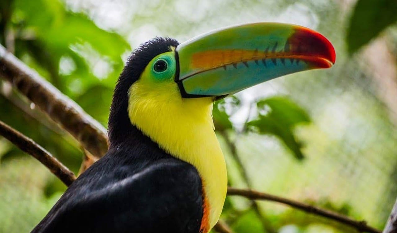 Iguazú